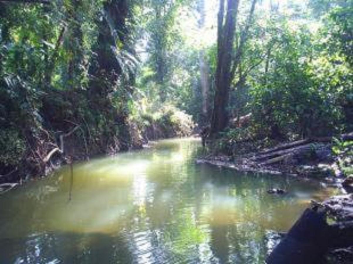 埃尔图昌丛林小屋住宿加早餐旅馆 Puerto Viejo de Talamanca 外观 照片